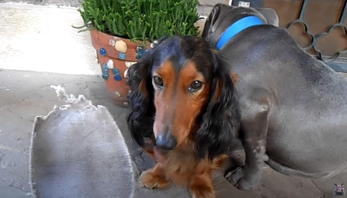 ダックスフンド,動画