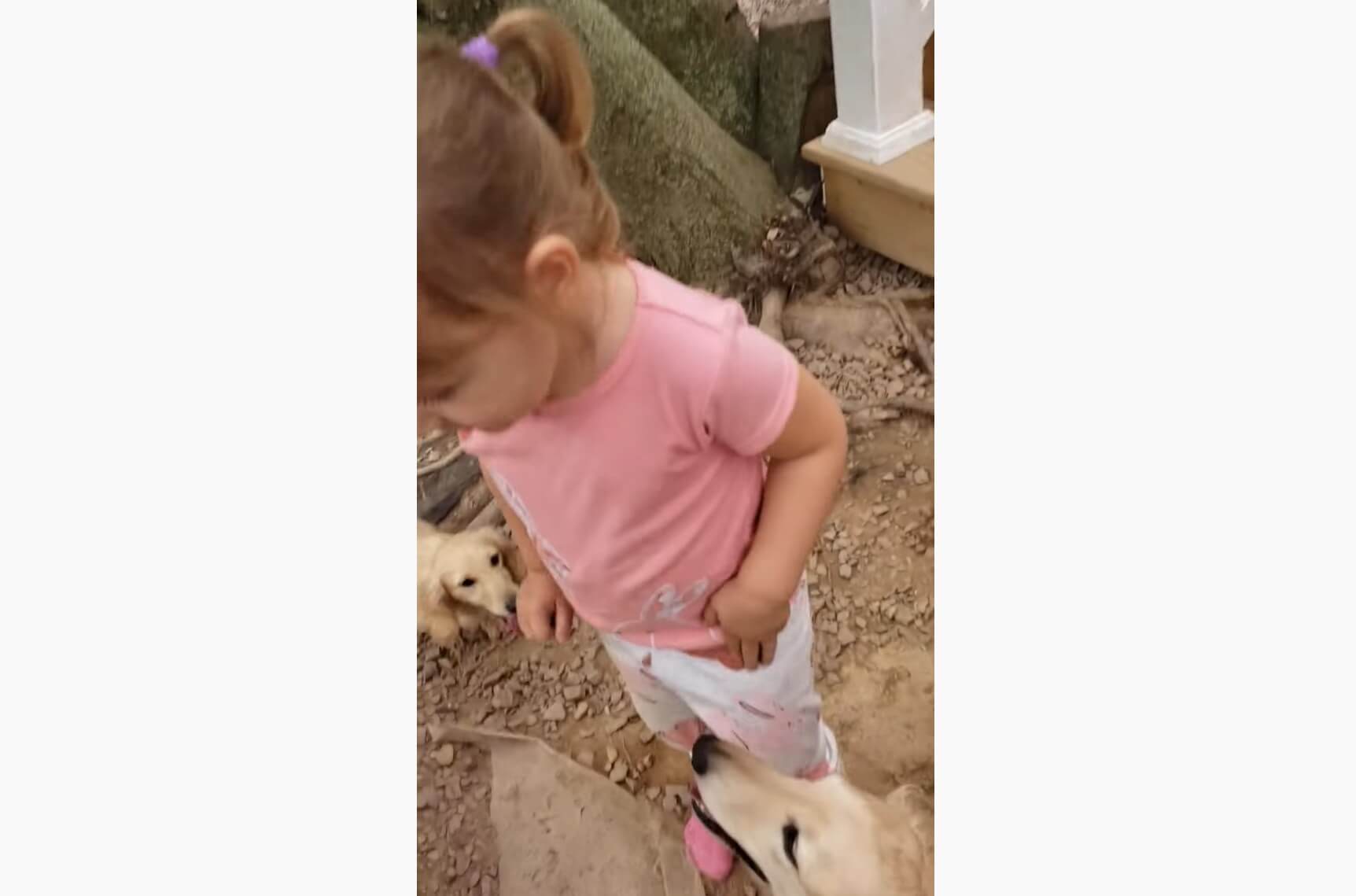 ダックスフンド,動画