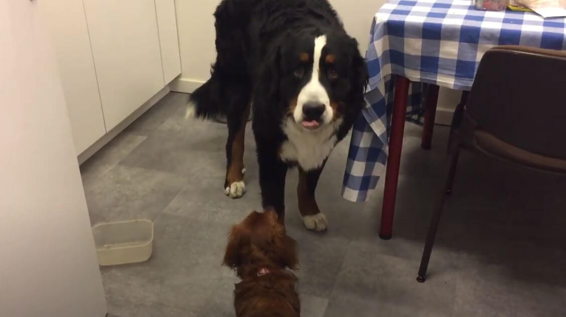 ダックスフンド,動画