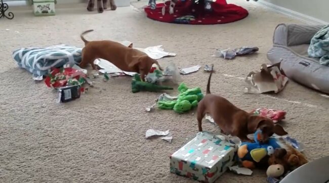 ダックスフンド,動画