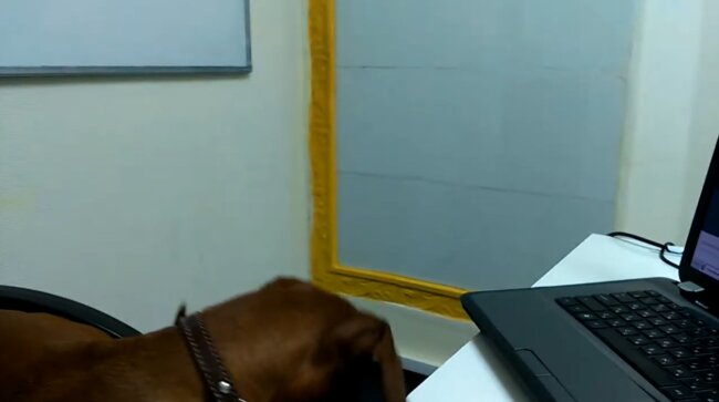 ダックスフンド,動画