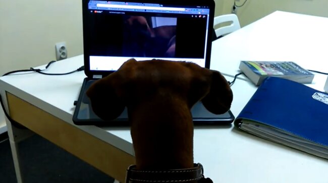 ダックスフンド,動画