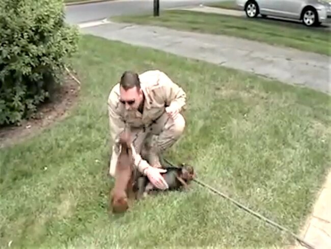 ダックスフンド,動画