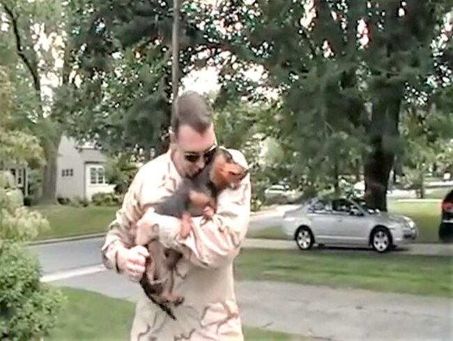 ダックスフンド,動画