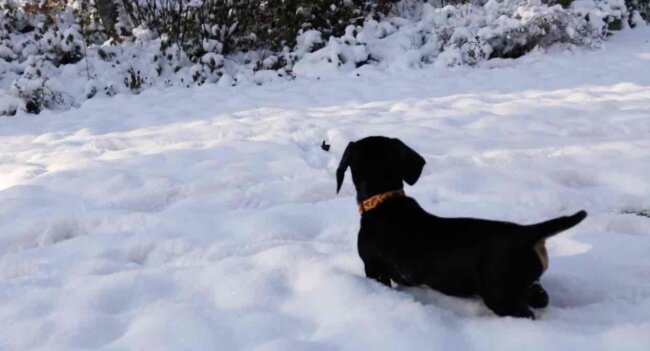 ダックスフンド,動画