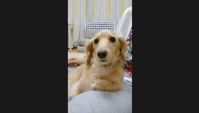 ダックスフンド,動画