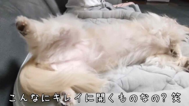 ダックスフンド,動画