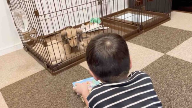 ダックスフンド,動画