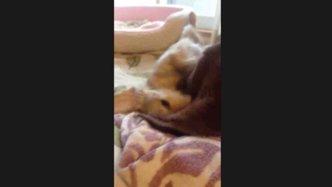 ダックスフンド,動画