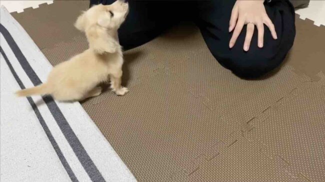 ダックスフンド,動画