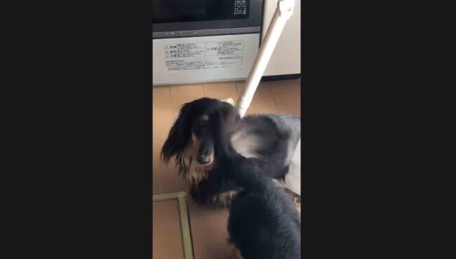 ダックスフンド,動画