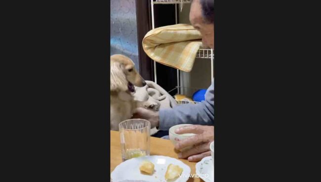 ダックスフンド,動画