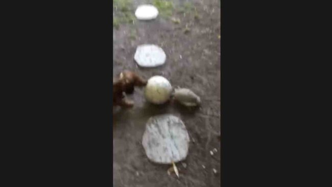 ダックスフンド,動画