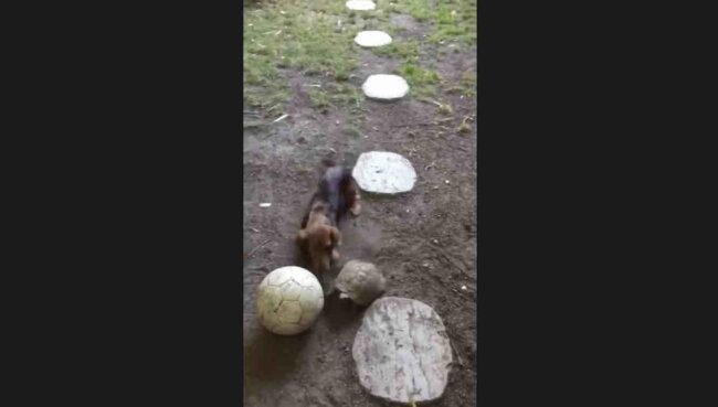 ダックスフンド,動画