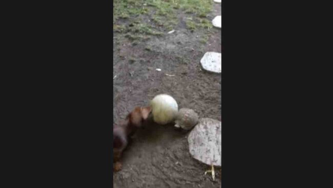 ダックスフンド,動画