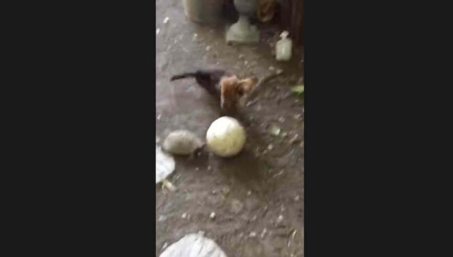 ダックスフンド,動画