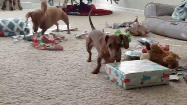 ダックスフンド,動画