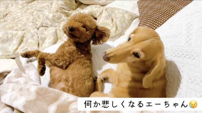 ダックスフンド,動画