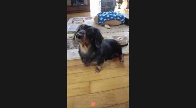 ダックスフンド,動画