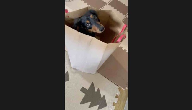 ダックスフンド,動画