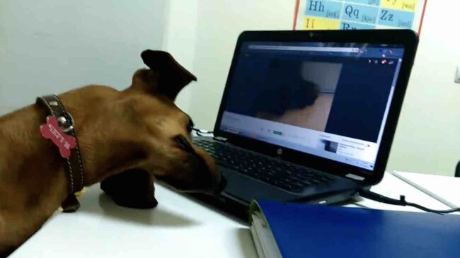 ダックスフンド,動画