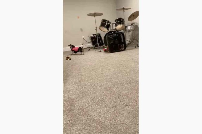 ダックスフンド,動画