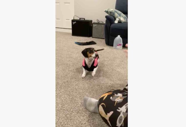 ダックスフンド,動画