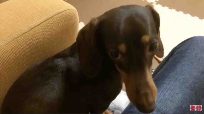 ダックスフンド,動画