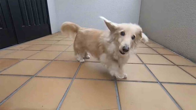 ダックスフンド,動画