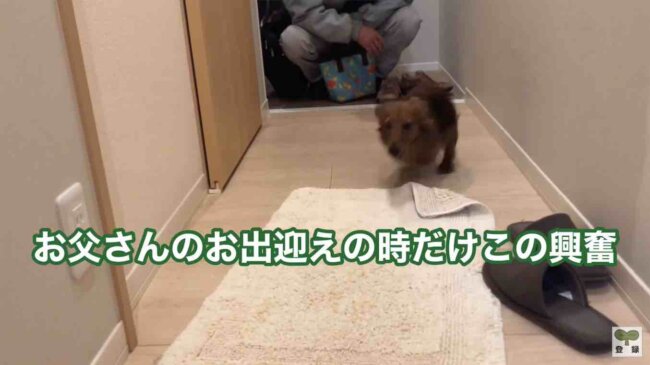 ダックスフンド,動画