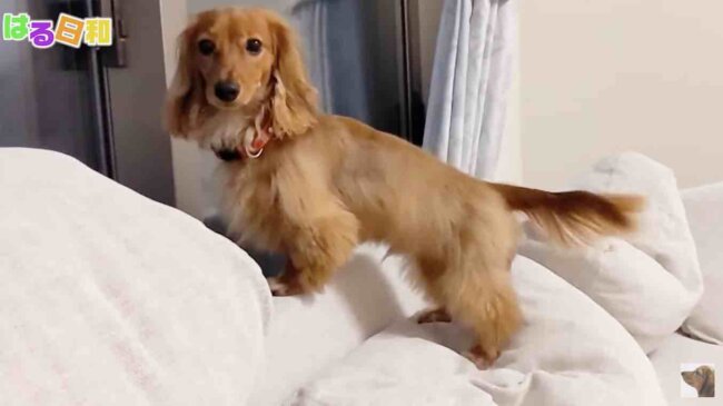 ダックスフンド,動画