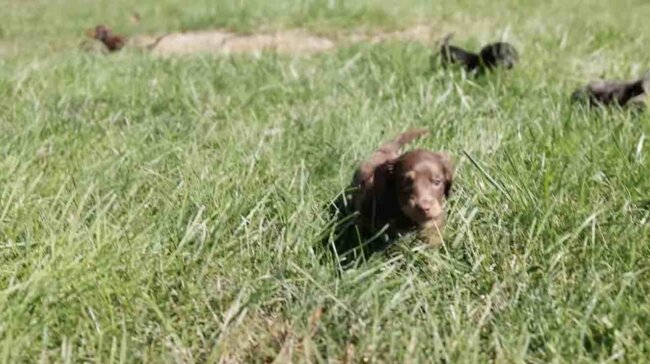 ダックスフンド,動画