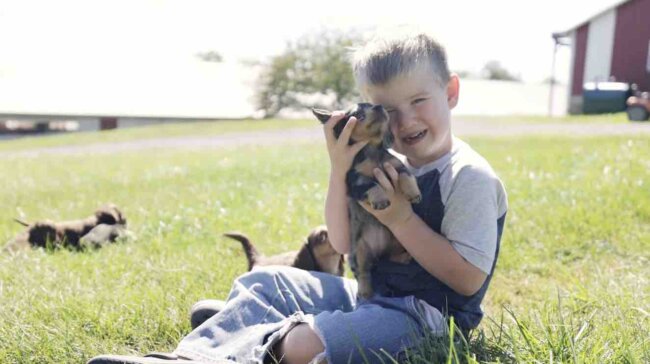 ダックスフンド,動画