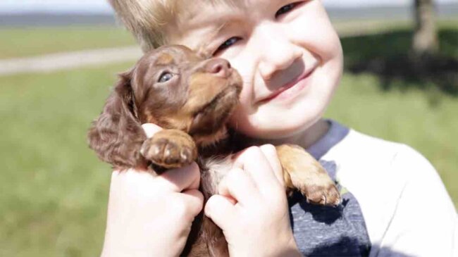 ダックスフンド,動画