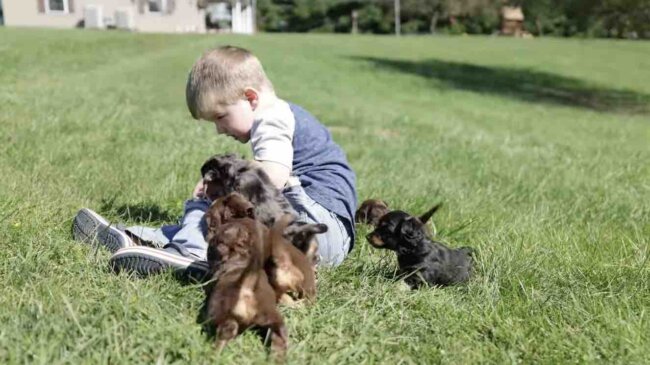 ダックスフンド,動画