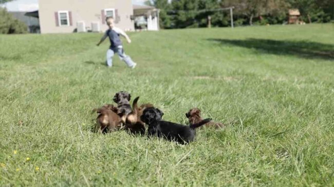 ダックスフンド,動画