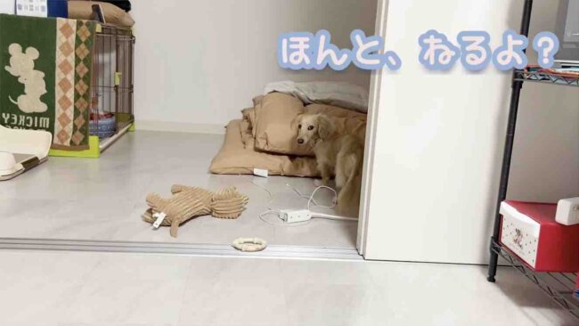 ダックスフンド,動画