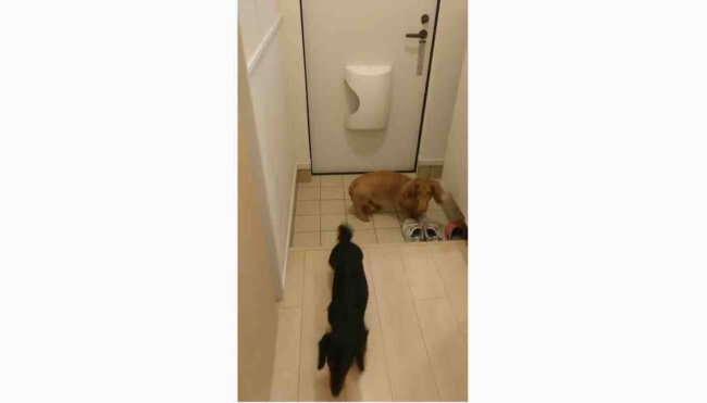 ダックスフンド,動画