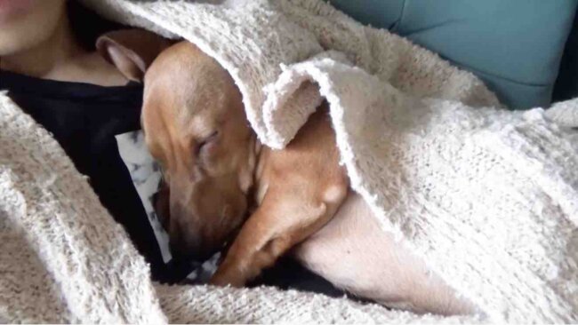 ダックスフンド,動画