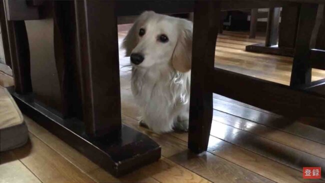 ダックスフンド,動画