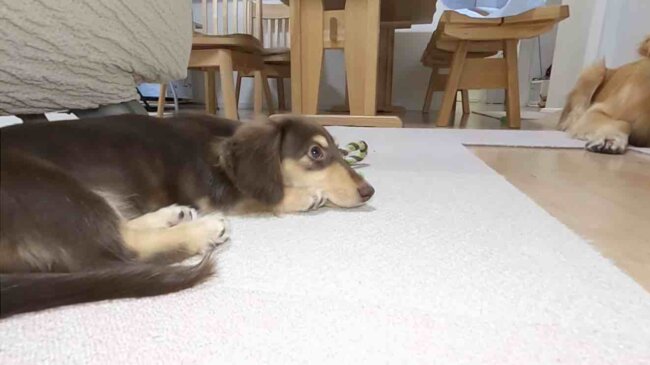 ダックスフンド,動画