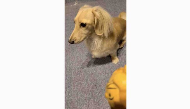 ダックスフンド,動画