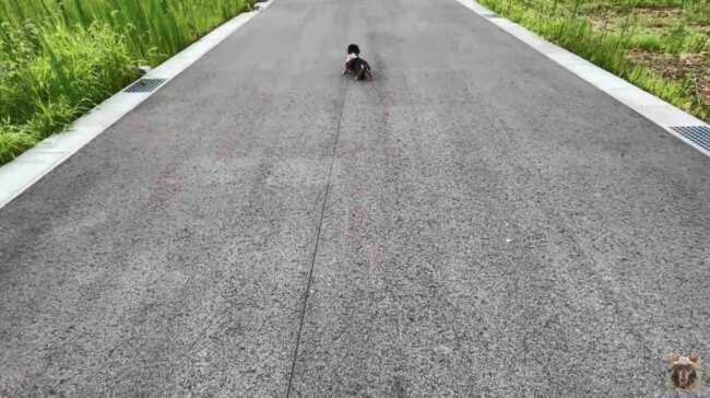 ダックスフンド,動画