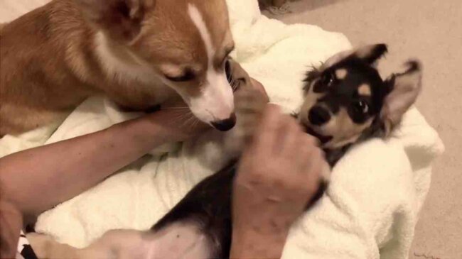 ダックスフンド,動画