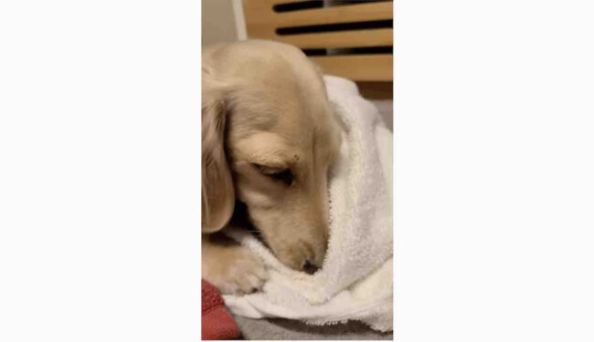 ダックスフンド,動画