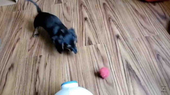 ダックスフンド,動画