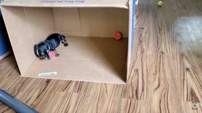 ダックスフンド,動画