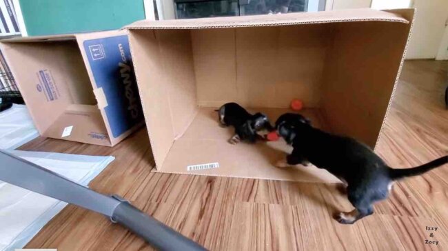 ダックスフンド,動画