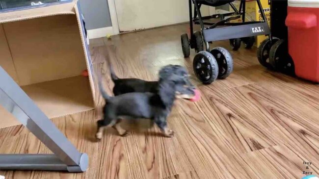 ダックスフンド,動画