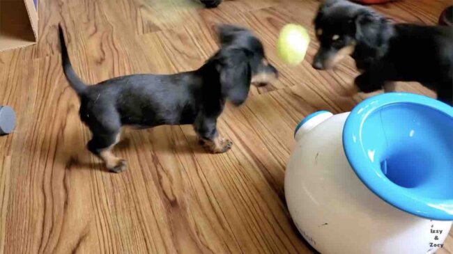 ダックスフンド,動画